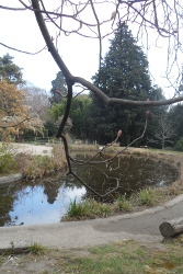 120316_jardin_des_plantes_04.jpg