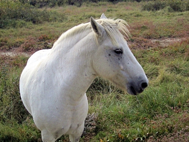 Cheval en camargue