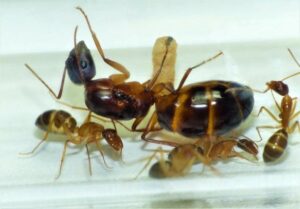 Conférence sur les fourmis