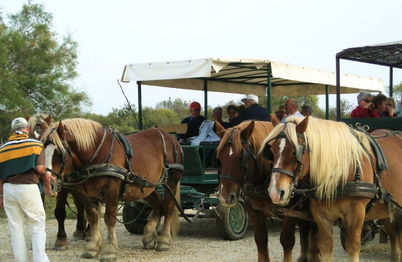 2008_10_Camargue_33.jpg
