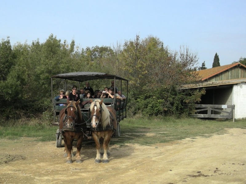 2008_10_Camargue_35.jpg