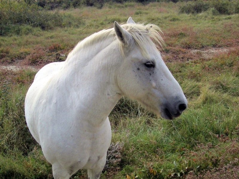 2008_10_Camargue_45.jpg