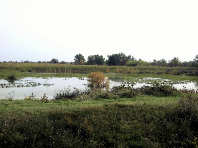 2008_10_Camargue_47.jpg