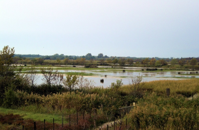 2008_10_Camargue_48.jpg