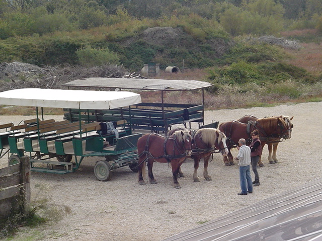 2008_10_Camargue_61.jpg