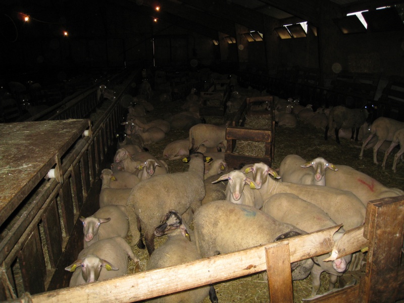 2008_06_Aveyron_093.jpg