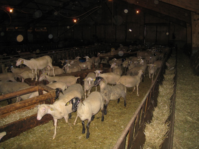 2008_06_Aveyron_094.jpg