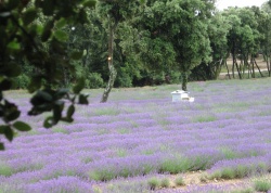 2011_06_Provence_16.jpg