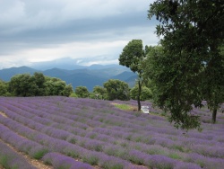 2011_06_Provence_17.jpg