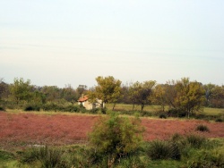 2008_10_Camargue_46.jpg