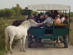 2008_10_Camargue_58.jpg