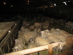 2008_06_Aveyron_093.jpg