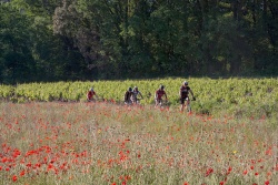 VTT15_033.jpg